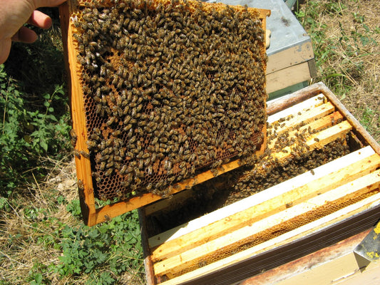 Le Miel est une Fleur : installation de 2 ruches au Château de la Rairie, sud Loire
